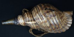 Horagai Samurai horn 1800