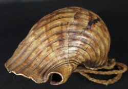 Horagai Samurai horn 1800
