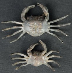 Kani garden crab 1930