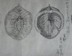 Shibata Junzou footwear 1880