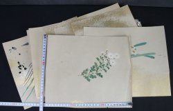 Fujiwara watercolour 1800