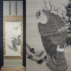 Taka falcon Shyouei XVI
