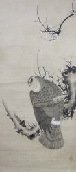 Taka falcon Shyouei XVI