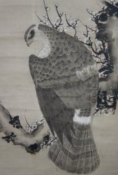 Taka falcon Shyouei XVI