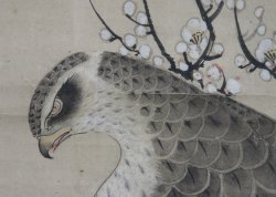 Taka falcon Shyouei XVI