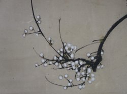 Taka falcon Shyouei XVI