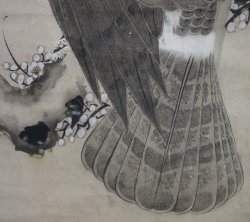 Taka falcon Shyouei XVI