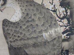 Taka falcon Shyouei XVI