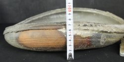 Bizen Suiban floral 1900