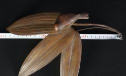 Suzume on bamboo1900