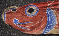 Koi carp kite 1900