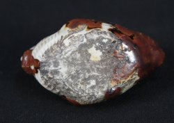 Ruster Suiteki 1850