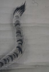 Neko-Tora art1900