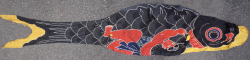Kintaro Koi 1900