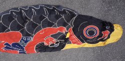 Kintaro Koi 1900