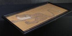 Neko-Tora Gogaian 1700