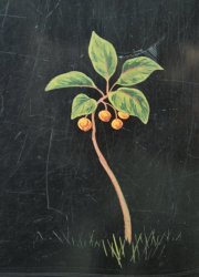 Cha-bako Neguro-Nuri 1900