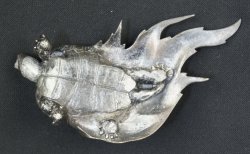 Kame water turtle 1950
