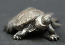 Kame water turtle 1950