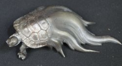 Kame water turtle 1950