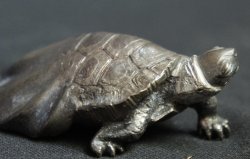 Kame water turtle 1950