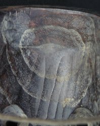 Karasutengu Demon 1900