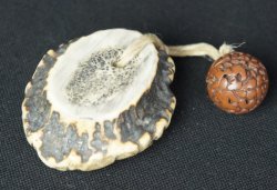 Shika Netsuke 1900