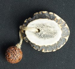 Shika Netsuke 1900