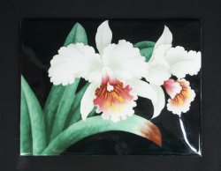 Enamel Shippo 1970