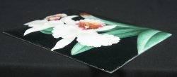 Enamel Shippo 1970
