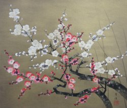 Golden Ume 1980