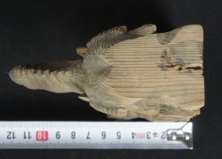 Antique Baku 1880