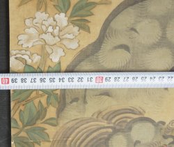 Shishi Botan 1800 Kano Osano