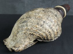 Antique Horagai monk 1700