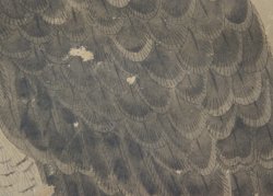 Fujinyorō falcon 1760 Edo