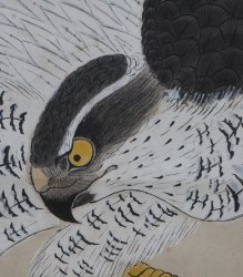 Tombi eagle 1880s