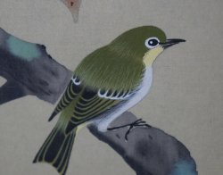 Japan Kaki bird Uguisu 1970
