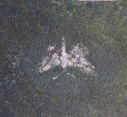 Buddhist art 1977 temple