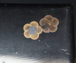 Sakura Bento craft 1880