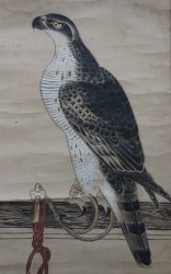 Takagari falconry painting 1800