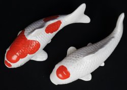 Koi pond carps 1950s