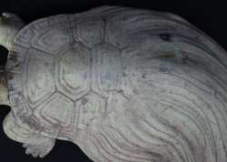 Kame garden turtle 1900s