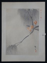 Kamoishi Sugi birds 1908