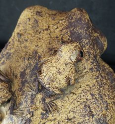 Kaeru garden frog 1970
