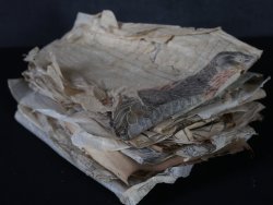 Antique manuscript sketch 1800