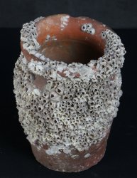 Antique Takotsubo octopus vase 1800