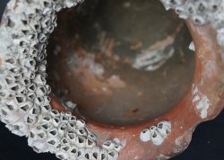 Antique Takotsubo octopus vase 1800
