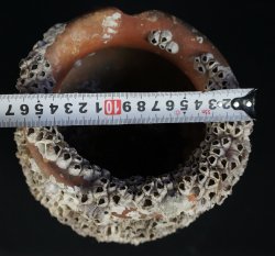 Antique Takotsubo octopus vase 1800