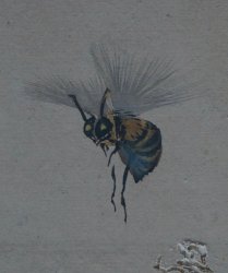 Antique wild flowers and insects 1800