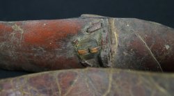 Antique Zen Suzu 1800